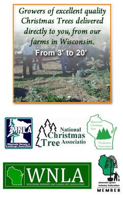 Growers of Quality Christmas Trees in Wisconsin